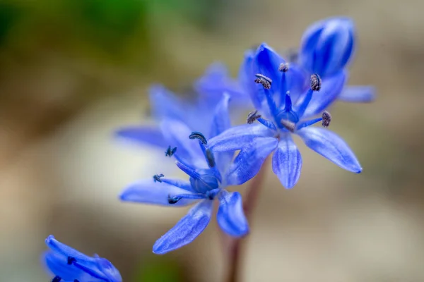 Scilla szibériai kék tavaszi virág — Stock Fotó