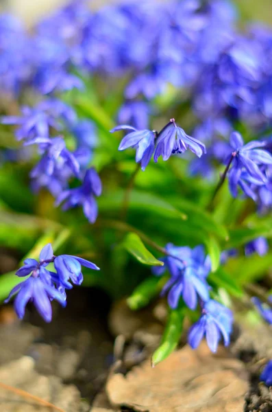 Scilla szibériai kék tavaszi virág — Stock Fotó