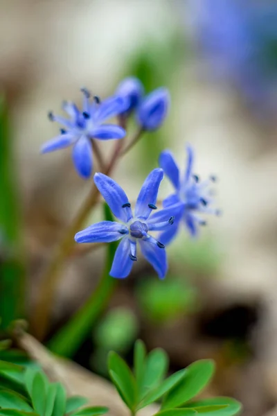 Scilla Siberian Blue vårblomma — Stockfoto