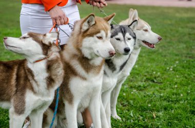 Yaz aylarında parkta Husky