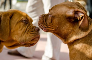 Köpek Vizsla yürüyüş