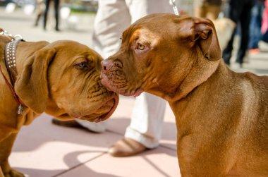 Köpek Vizsla yürüyüş