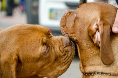 Köpek Vizsla yürüyüş
