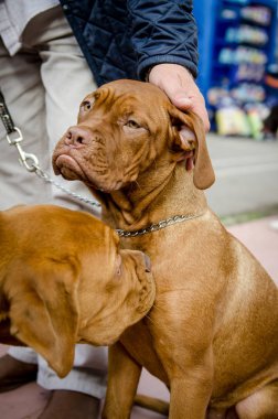 Köpek Vizsla yürüyüş