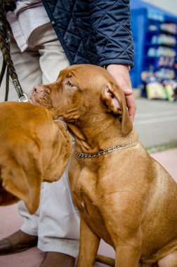 Köpek Vizsla yürüyüş