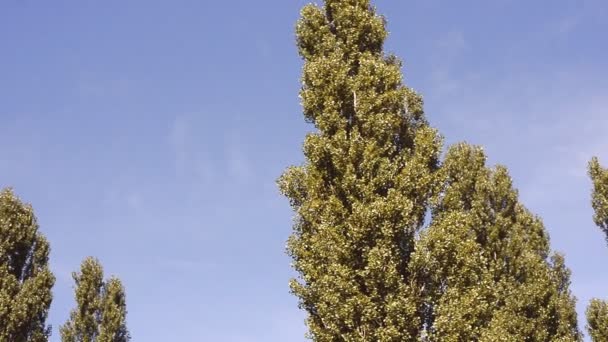 Girl standing near a tree in the park — Stock Video