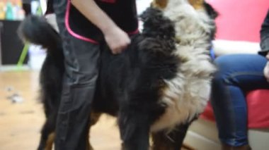 Saç kesimi Bernese dağ köpeği.