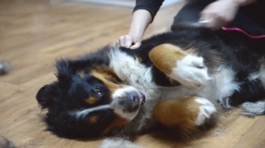 Saç kesimi Bernese dağ köpeği.