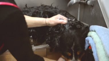 Kuaför salonu için hayvan köpek yıkama. Köpek bakım
