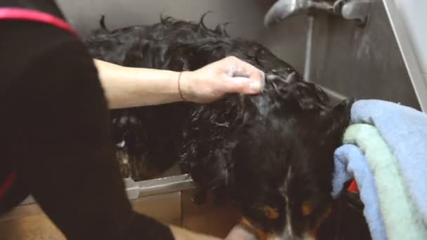 Το πλύσιμο του σκύλου στο κομμωτήριο για τα ζώα. Καλλωπισμός σκύλων — Αρχείο Βίντεο