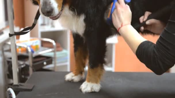 Friseurmeister trocknet Hund nach dem Waschen — Stockvideo