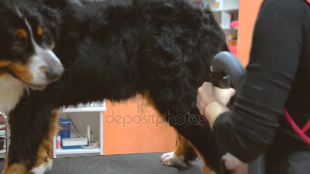 Maestro parrucchiere asciuga cane dopo il lavaggio — Video Stock