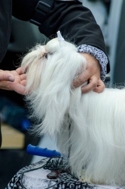 Köpek Malta köpeği Sergisi.