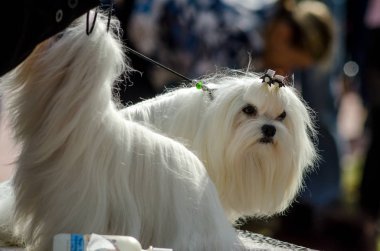 Köpek Malta köpeği Sergisi.