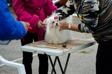 Köpek Malta köpeği Sergisi.