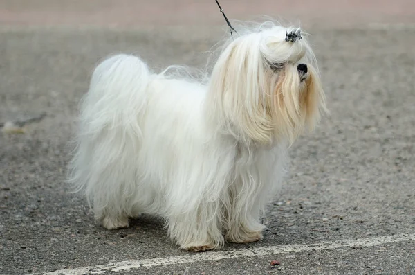 Hund Malteser Schoßhund auf der Ausstellung. — Stockfoto
