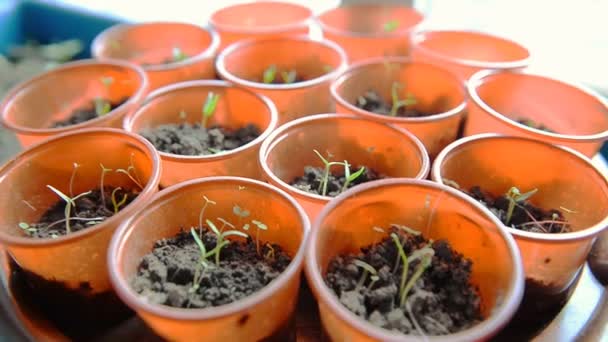 Young seedlings germinate — Stock Video