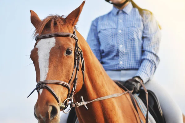 Chica jinete montando un caballo —  Fotos de Stock