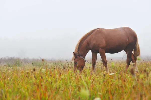 Pferd weidet auf dem Feld — Stockfoto