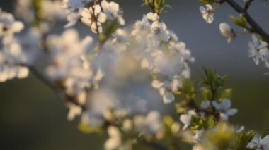 Gün batımında çiçeklenme kiraz ağacı.