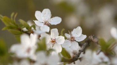 Kiraz ağacı çiçeklenme gün batımında.