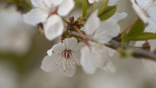 Цвітіння вишневого дерева на заході сонця . — стокове відео