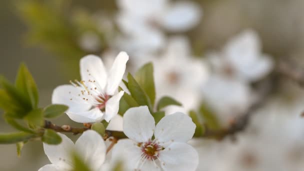 Florecimiento de un cerezo al atardecer . — Vídeos de Stock