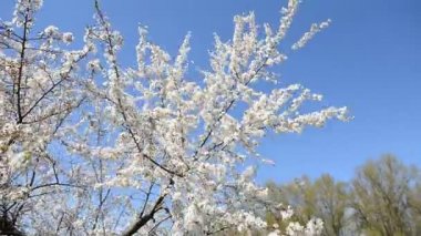 Kiraz ağacı çiçeklenme gün batımında.