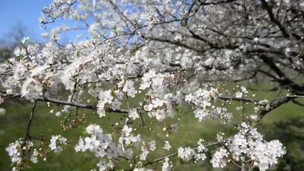 Florecimiento de un cerezo al atardecer . — Vídeos de Stock