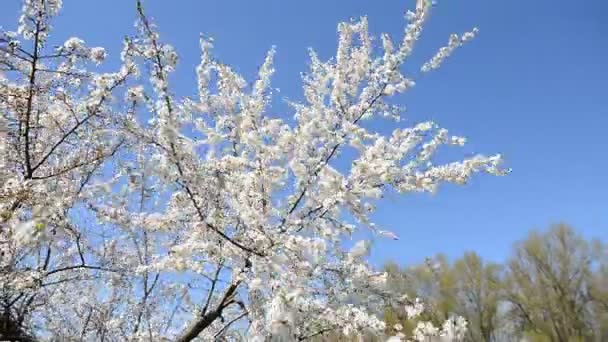 Flowering of a cherry tree at sunset. — Stock Video