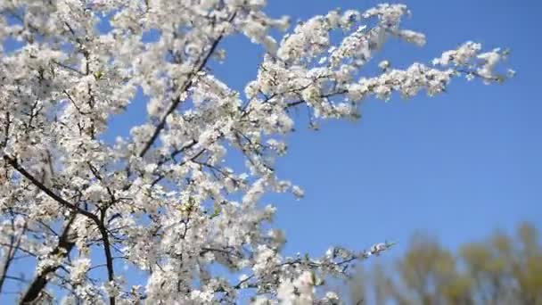 Blomning av ett körsbärsträd vid solnedgången. — Stockvideo