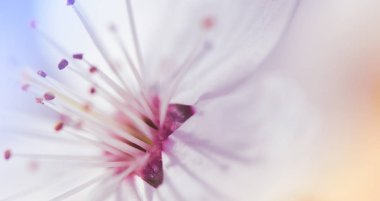 Bir kiraz ağacı çiçeği yakın çekim. Ağaçların bahar çiçekli. Bir kiraz çiçeği nin yaprakları yakın çekim.