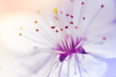 Bir kiraz ağacı çiçek yakın çekim.