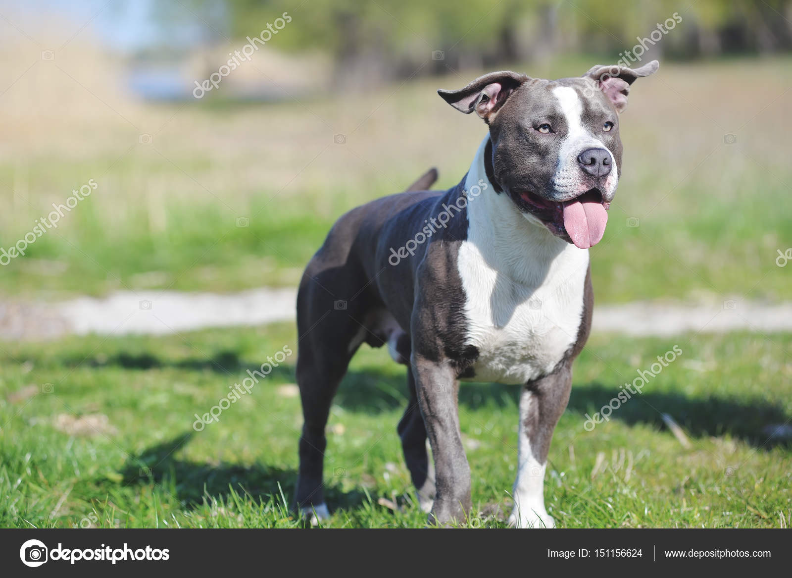 blå staffordshire bull terrier