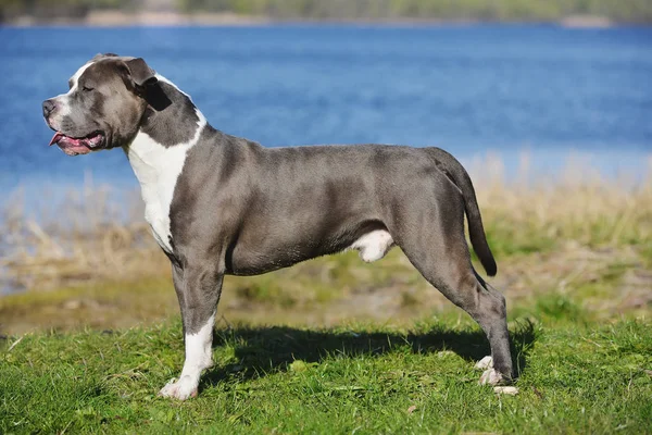 Blue staffordshire terrier para dar un paseo — Foto de Stock