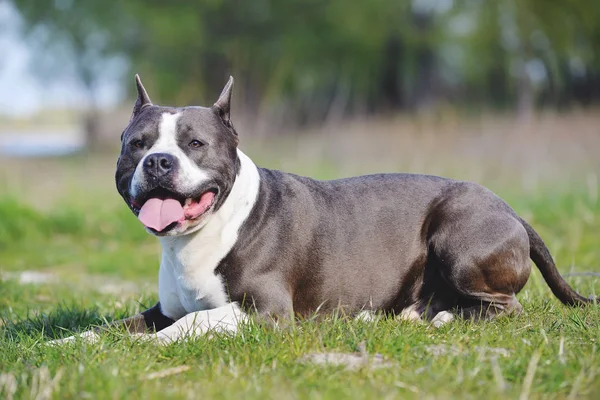 Blue staffordshire terrier para dar un paseo — Foto de Stock