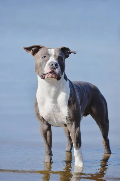 Blue staffordshire terrier para uma caminhada — Fotografia de Stock