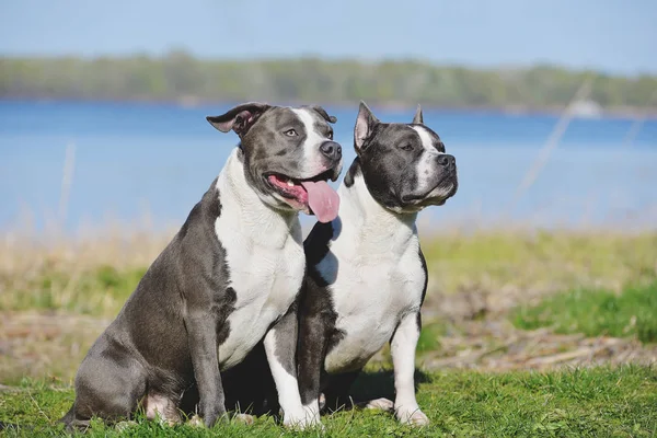 Twee blauwe Staffordshire terriers voor een wandeling. — Stockfoto