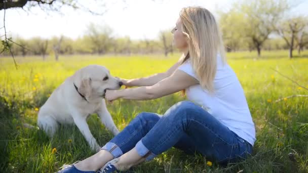 Blondin leker med en labrador. — Stockvideo