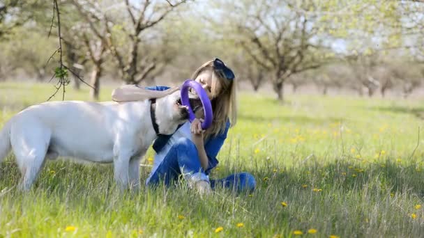 Blonda se joacă cu un labrador . — Videoclip de stoc