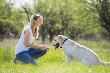 Bir köpek labrador bir sarışınla çalış.