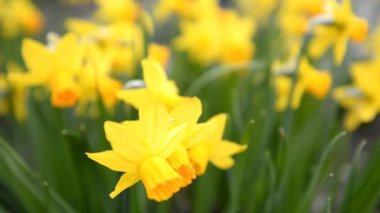 Parkta ilkbaharda çiçekli nergisler