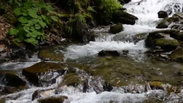Schnell sauberer kalter Gebirgsfluss — Stockvideo
