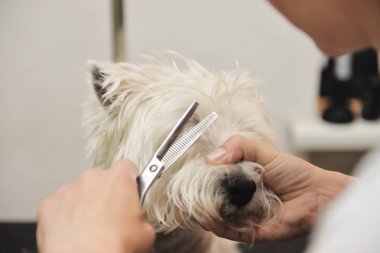 Batı dağlık beyaz korkunç köpek bakım