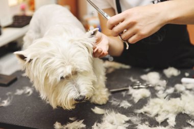 Batı dağlık beyaz korkunç köpek bakım