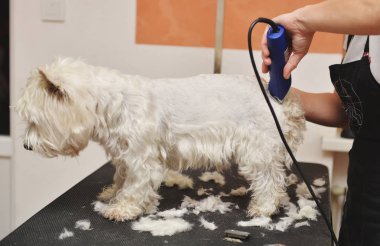 Batı dağlık beyaz korkunç köpek bakım