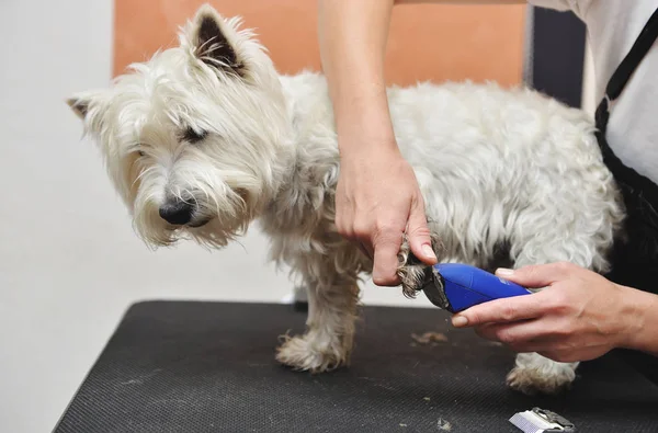 Grooming dog of West Highland White Terrier