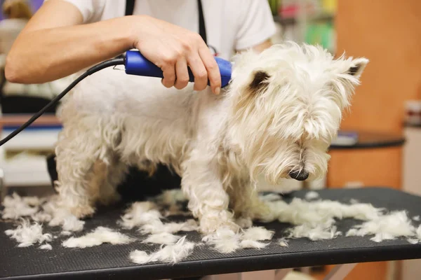 Chien de toilettage de West Highland White Terrier — Photo