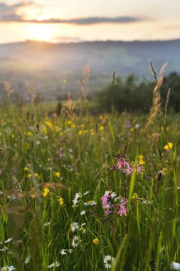 Dağ çayır çiçek yaz aylarında gün batımında.