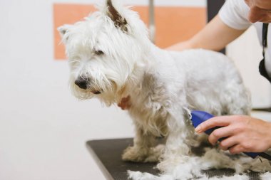 Batı dağlık beyaz korkunç köpek bakım